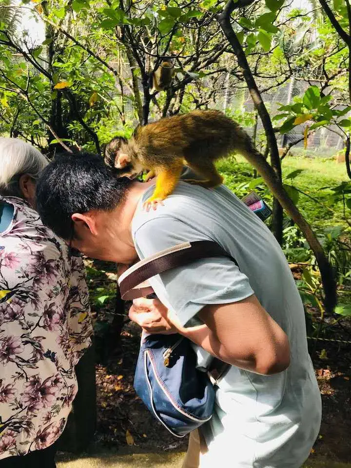 30_Squirrel_Monkey_And_Me